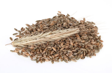 Getreidekörner mit Ähre