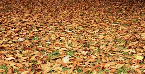 Autumn Ground Leaves