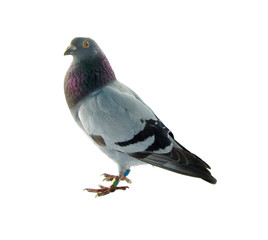 pigeon