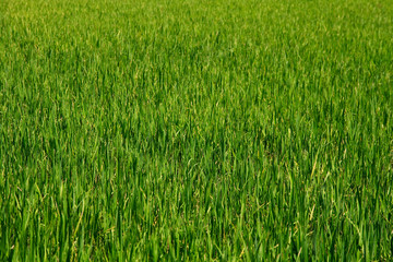 Rice Paddy Background, Vietnam, Asia