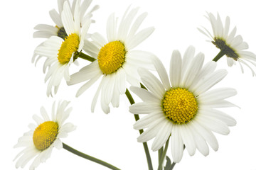 Fototapeta premium Margeriten-2