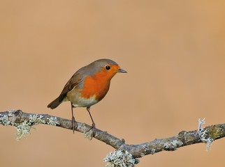 Erithacus rubecula