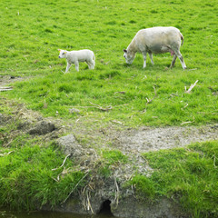 Fototapeta premium sheep with a lamb, Netherlands