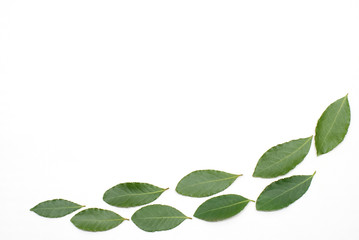 並んだ月桂樹の葉