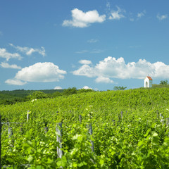 Fototapeta na wymiar vineyard near Hnanice, Znojmo Region, Czech Republic