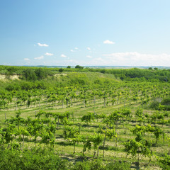 Fototapeta na wymiar vineyard called Peklo, Znojmo Region, Czech Republic