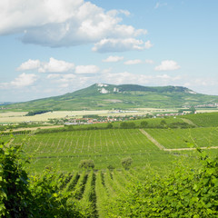 Fototapeta na wymiar winnice, Pálava, Republika Czeska