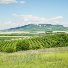 Fototapeta na wymiar winnice, Pálava, Republika Czeska