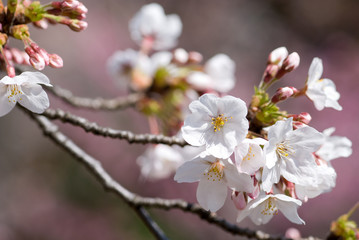 ソメイヨシノの花