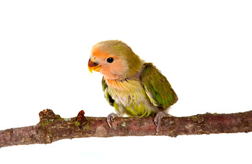 oiseau - bébé inséparable
