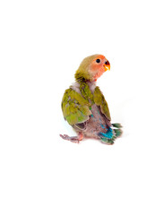 jeune inséparable sur fond blanc