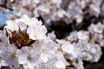 山桜の花