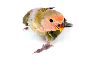 Obraz premium jeune inséparable sur fond blanc