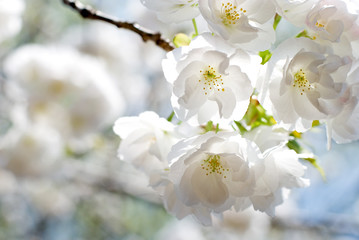 里桜の花