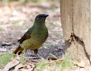 satin bowerbird