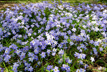 ハナニラのお花畑