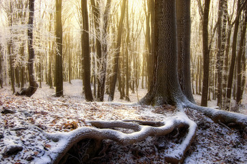Fototapeta premium sun rising in a beautiful forest with frozen trees in winter