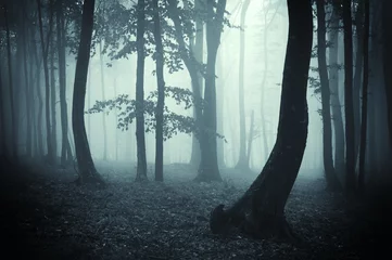 Plexiglas foto achterwand tree silhouettes in a dark forest © andreiuc88