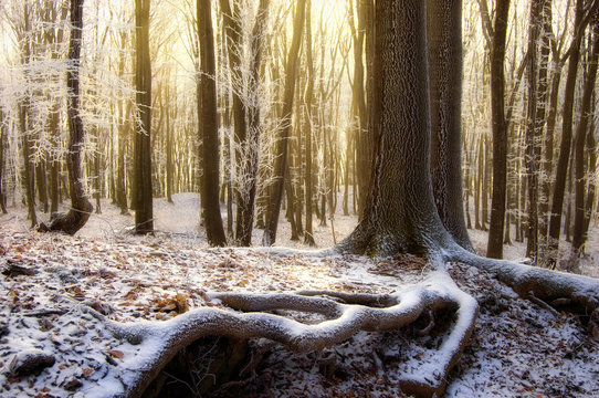 Fototapeta sun rising in a beautiful forest with frozen trees in winter