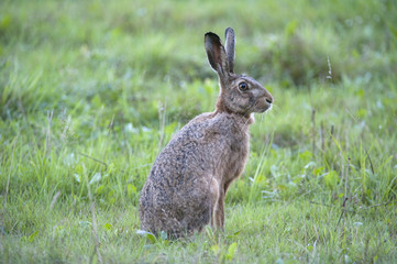 Common hare