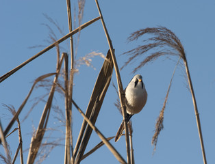 Bearded reedling