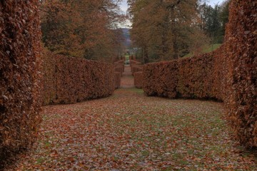 hedge of beech