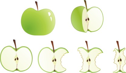isolated apple set from whole to stub illustration