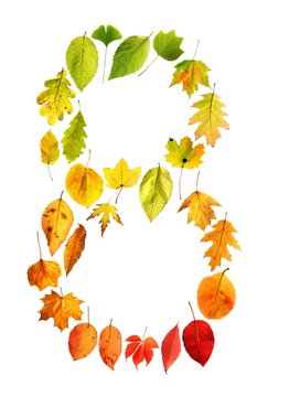 foliage 8