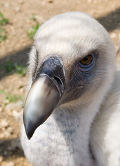 Griffon Vulture