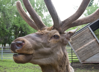 Red Deer