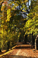 Naklejka premium trees