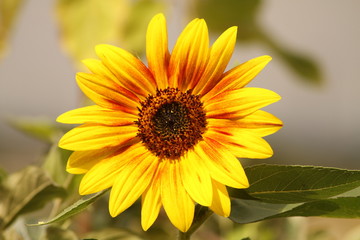 sonnenblume