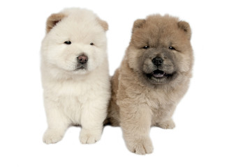 Two Chow-chow puppies .