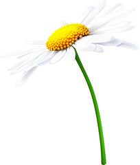 Camomile