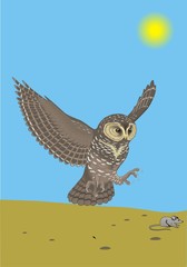 owl