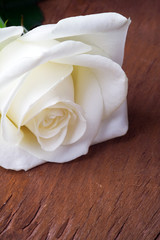 White rose, on wooden background. Close up.