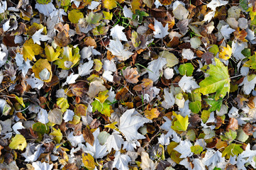 Old autumn leafs