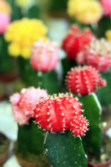 mini cactus