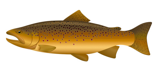 Brown Trout. "Full compatible. Created with gradients."