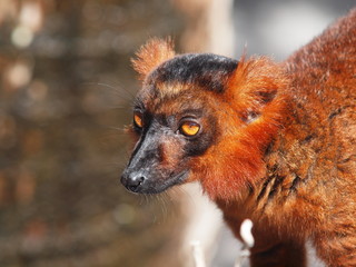 brown lemur