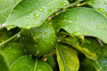 green immature lemon on lemon tree after rain