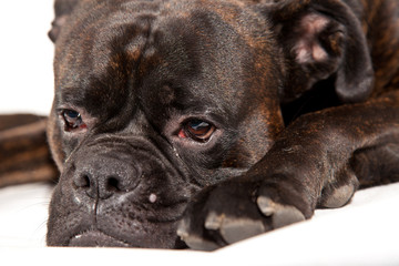 Boxer dog