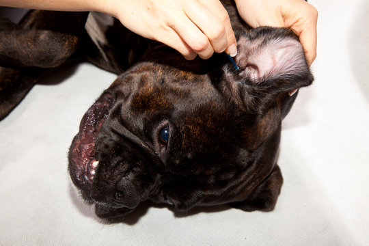 Boxer dog ears cleaning