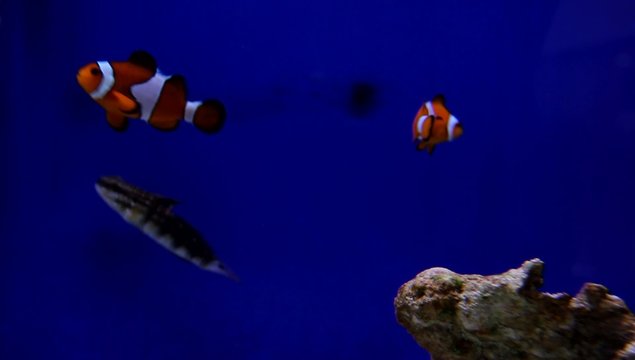 Die s&uuml;&szlig;en Clownfische, auch Anemonenfisch genannt