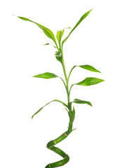 bamboo