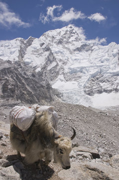 Yak carrying supplies to Everest Base Camp in Nepal