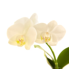 Naklejka na ściany i meble white phalaenopsis orchid stem isolated on white