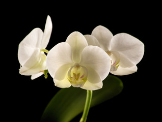 Fototapeta na wymiar white backlit phalaenopsis orchid isolated on black;