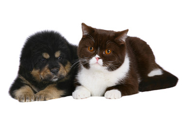 Cat and puppy.