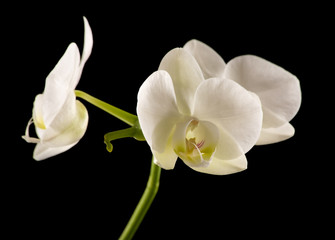 white backlit phalaenopsis orchid isolated on black;